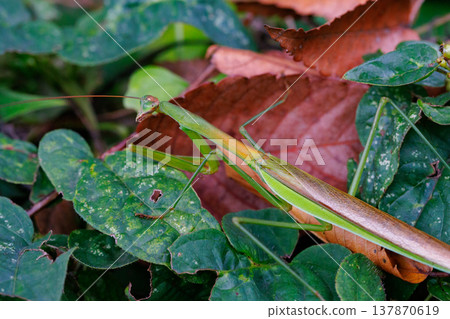 Mantis, a hunter with an inverted triangular face 137870619