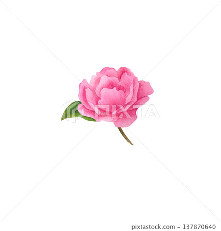 A pink rose, a hand-painted watercolor botanical illustration of a flower with soft petals, a single green leaf, and a short stem. Clean white background, clip art for gardening and floral design: A pink rose, a hand-painted watercolor botanical illustration of a flower with soft petals, a single green leaf, and a short stem. Clean white background, clip art for gardening and floral design: 137870640