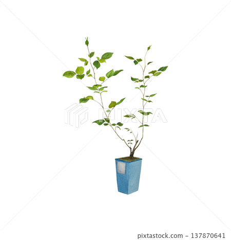 A rose seedling in a tall blue pot with a label, a watercolor botanical illustration. The young rose bush with thin branches and green foliage, without flowers, is isolated on a white background. 137870641