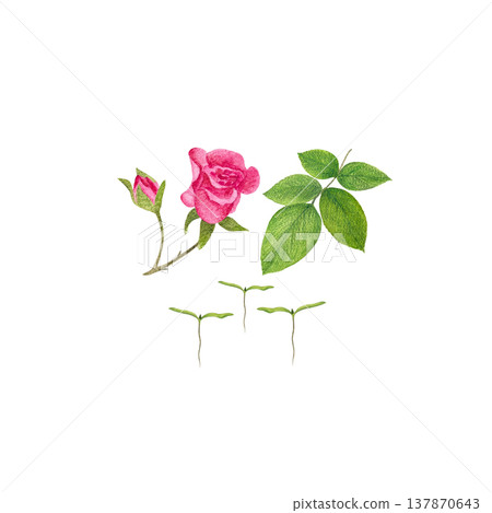 A watercolor set of botanical elements: a small rosebud on a stem, a sprig of rose leaves, and three green shoots with cotyledons. Isolated on a white background; universal clipart for rose planting 137870643