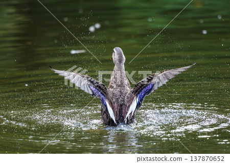 Spot-billed ducks where the march with parents and children attracts a lot of attention every year Spot-billed ducks where the march with parents and children attracts a lot of attention every year 137870652