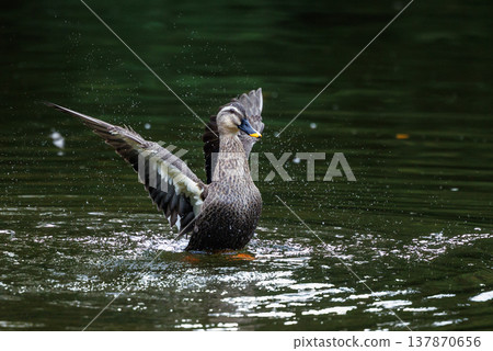 Spot-billed ducks where the march with parents and children attracts a lot of attention every year Spot-billed ducks where the march with parents and children attracts a lot of attention every year 137870656