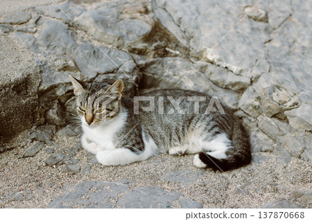 Cute tabby grey cat on a rocks of Budva old town, Montenegro. 137870668