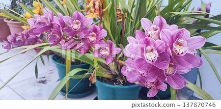 A close-up of blooming pink orchids in pots with green leaves outdoors in the Portuguese climate. Concepts for spring renewal, gardening, plant care, and the aesthetic appreciation of flowers. 137870746