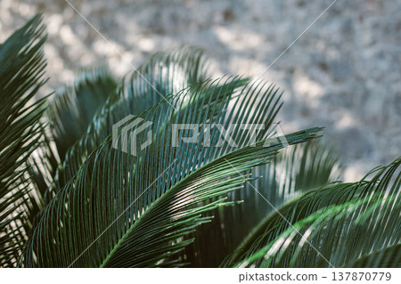 Green palm leaves in a sunlight. Summer background. Green palm leaves in a sunlight. Summer background. 137870779