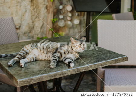 Cute tabby grey cat on a rocks of Budva old town, Montenegro. Cute tabby grey cat on a rocks of Budva old town, Montenegro. 137870782