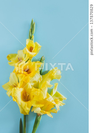 Beautiful yellow Gladiolus flowers on a blue background. Beautiful yellow Gladiolus flowers on a blue background. 137870829