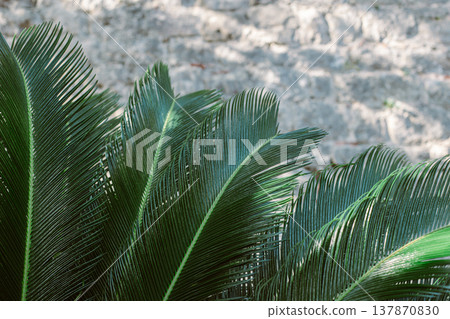 Green palm leaves in a sunlight. Summer background. Green palm leaves in a sunlight. Summer background. 137870830