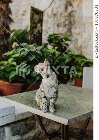 Cute tabby grey cat on a rocks of Budva old town, Montenegro. Cute tabby grey cat on a rocks of Budva old town, Montenegro. 137870831
