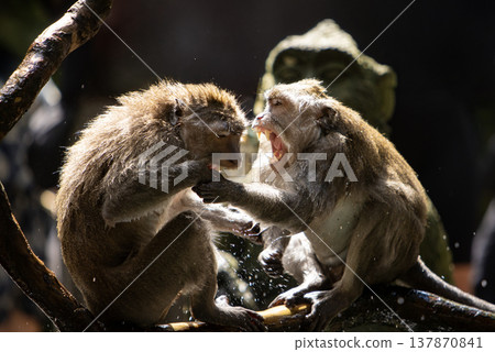 Long-tailed macaque monkeys fighting in the Sacred Forest Sanctuary in Ubud, Bali, Indonesia. The Sacred Monkey Forest Sanctuary is a nature reserve and temple complex Long-tailed macaque monkeys fighting in the Sacred Forest Sanctuary in Ubud, Bali, Indonesia. The Sacred Monkey Forest Sanctuary is a nature reserve and temple complex 137870841