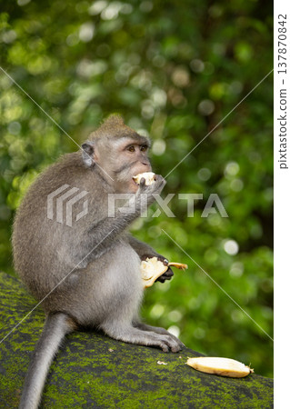 Long-tailed macaque monkey in the Sacred Forest Sanctuary in Ubud, Bali, Indonesia. The Sacred Monkey Forest Sanctuary is a nature reserve and temple complex Long-tailed macaque monkey in the Sacred Forest Sanctuary in Ubud, Bali, Indonesia. The Sacred Monkey Forest Sanctuary is a nature reserve and temple complex 137870842
