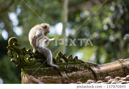 Long-tailed macaque monkey in the Sacred Forest Sanctuary in Ubud, Bali, Indonesia. The Sacred Monkey Forest Sanctuary is a nature reserve and temple complex 137870845