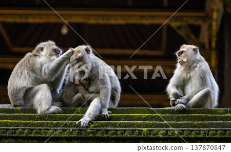 Long-tailed macaque monkeys family in the Sacred Forest Sanctuary in Ubud, Bali, Indonesia. The Sacred Monkey Forest Sanctuary is a nature reserve and temple complex Long-tailed macaque monkeys family in the Sacred Forest Sanctuary in Ubud, Bali, Indonesia. The Sacred Monkey Forest Sanctuary is a nature reserve and temple complex 137870847