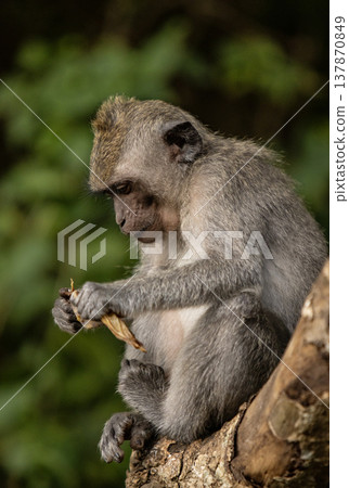 Long-tailed macaque monkey in the Sacred Forest Sanctuary in Ubud, Bali, Indonesia. The Sacred Monkey Forest Sanctuary is a nature reserve and temple complex 137870849
