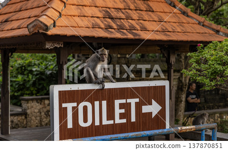 Long-tailed macaque monkey in the Sacred Forest Sanctuary in Ubud, Bali, Indonesia. The Sacred Monkey Forest Sanctuary is a nature reserve and temple complex Long-tailed macaque monkey in the Sacred Forest Sanctuary in Ubud, Bali, Indonesia. The Sacred Monkey Forest Sanctuary is a nature reserve and temple complex 137870851
