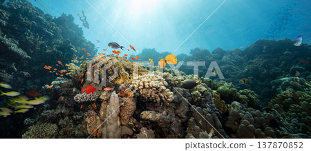 Underwater Tropical Corals Reef with colorful sea fish. Marine life sea world. Tropical colorful underwater seascape. Underwater Tropical Corals Reef with colorful sea fish. Marine life sea world. Tropical colorful underwater seascape. 137870852