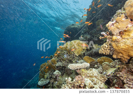 Underwater Tropical Corals Reef with colorful sea fish. Marine life sea world. Tropical colorful underwater seascape. Underwater Tropical Corals Reef with colorful sea fish. Marine life sea world. Tropical colorful underwater seascape. 137870855