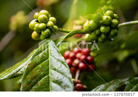 Close up fresh red and green coffee cherries in coffee plantations 137870857