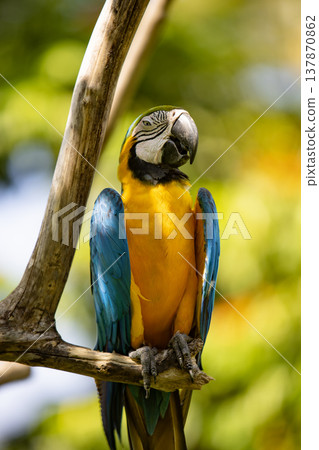 Close up of a beautiful Blue and Yellow Macaw (Ara ararauna) 137870862