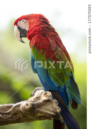 Colorful portrait of Red Macaw parrot against jungle. Wildlife and rainforest exotic tropical bird 137870865