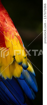 Colorful portrait of Red Macaw parrot against jungle. Wildlife and rainforest exotic tropical bird Colorful portrait of Red Macaw parrot against jungle. Wildlife and rainforest exotic tropical bird 137870866