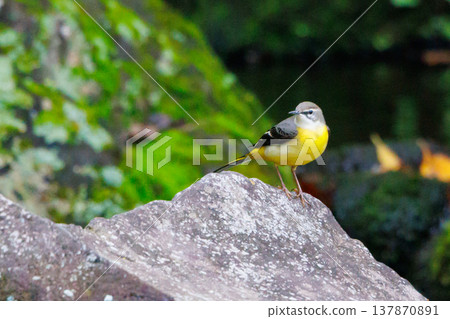 一隻美麗的鳥，灰色的鶺鴒，警惕性很高，喜歡在水邊，身上披著亮麗的檸檬黃。 137870891