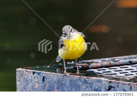 A beautiful bird, gray wagtail, who is vigilant, likes the waterside, and wears a bright lemon yellow. A beautiful bird, gray wagtail, who is vigilant, likes the waterside, and wears a bright lemon yellow. 137870901