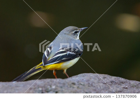 A beautiful bird, gray wagtail, who is vigilant, likes the waterside, and wears a bright lemon yellow. A beautiful bird, gray wagtail, who is vigilant, likes the waterside, and wears a bright lemon yellow. 137870906