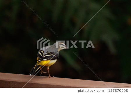 A beautiful bird, gray wagtail, who is vigilant, likes the waterside, and wears a bright lemon yellow. A beautiful bird, gray wagtail, who is vigilant, likes the waterside, and wears a bright lemon yellow. 137870908