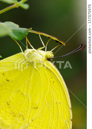 類似於 Colias erate,但沒有白色波峰 類似於 Colias erate,但沒有白色波峰 137870976