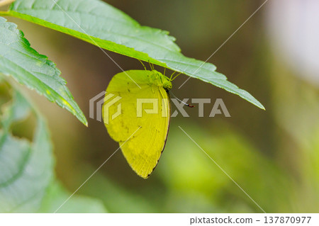 類似於 Colias erate,但沒有白色波峰 類似於 Colias erate,但沒有白色波峰 137870977