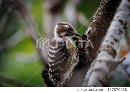 The smallest woodpecker in Japan 137870988