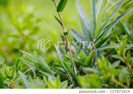 Oxya yezoensis, an agricultural pest that loves gramineous plants 137871024