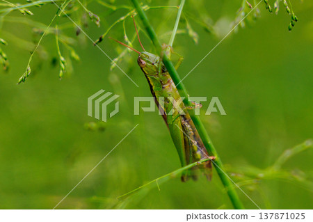 Oxya yezoensis, an agricultural pest that loves gramineous plants 137871025