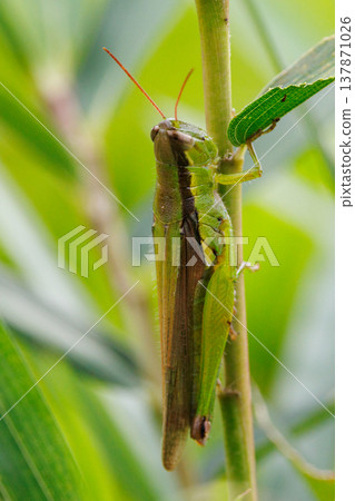 Oxya yezoensis, an agricultural pest that loves gramineous plants 137871026