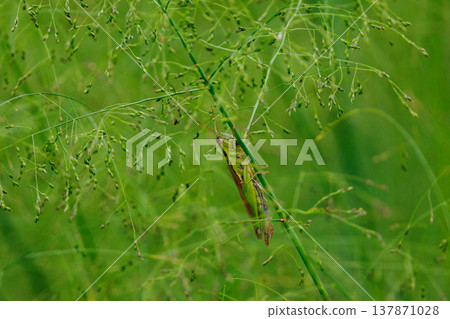 Oxya yezoensis, an agricultural pest that loves gramineous plants Oxya yezoensis, an agricultural pest that loves gramineous plants 137871028