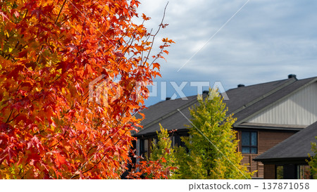 Vibrant autumn foliage with red maple leaves contrasting against residential buildings under a cloudy sky in a suburban neighborhood 137871058