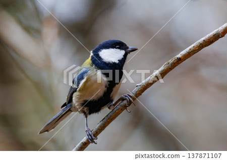 Familiar wild bird great tit with a cute chest tie 137871107