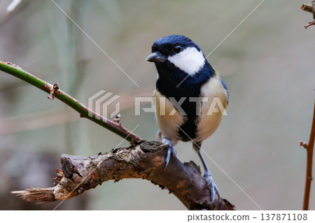 熟悉的野鳥大山雀與可愛的胸口 熟悉的野鳥大山雀與可愛的胸口 137871108