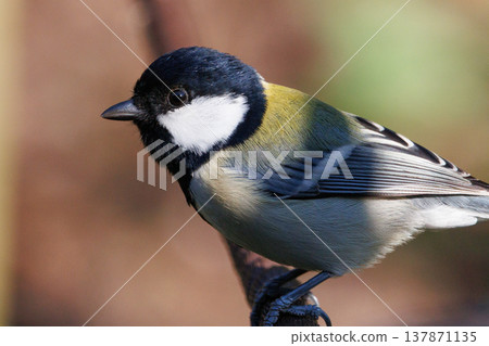 Familiar wild bird great tit with a cute chest tie 137871135