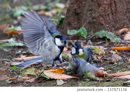 Familiar wild bird great tit with a cute chest tie Familiar wild bird great tit with a cute chest tie 137871136