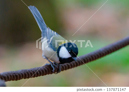 Familiar wild bird great tit with a cute chest tie 137871147