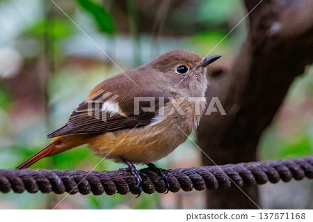雌性達烏爾紅尾鴝是一種冬季鳥類，因其可愛的行為而受到人們的喜愛，綽號為喬維科。 137871168