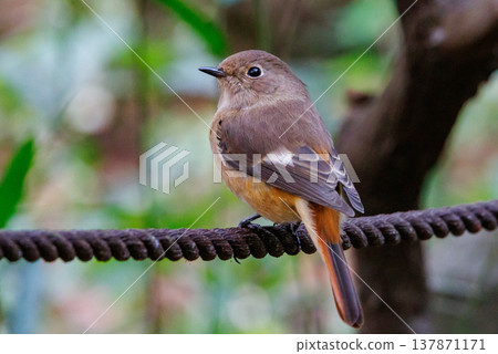 A female Daurian Redstart, a winter bird loved for its cute behavior and nicknamed Joviko. A female Daurian Redstart, a winter bird loved for its cute behavior and nicknamed Joviko. 137871171
