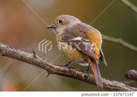 A female Daurian Redstart, a winter bird loved for its cute behavior and nicknamed Joviko. 137871197