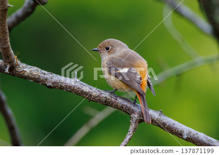 雌性達烏爾紅尾鴝是一種冬季鳥類,因其可愛的行為而受到人們的喜愛,綽號為喬維科。 雌性達烏爾紅尾鴝是一種冬季鳥類,因其可愛的行為而受到人們的喜愛,綽號為喬維科。 137871199