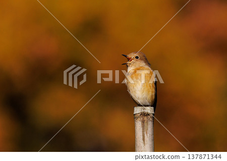 A female Daurian Redstart, a winter bird loved for its cute behavior and nicknamed Joviko. A female Daurian Redstart, a winter bird loved for its cute behavior and nicknamed Joviko. 137871344