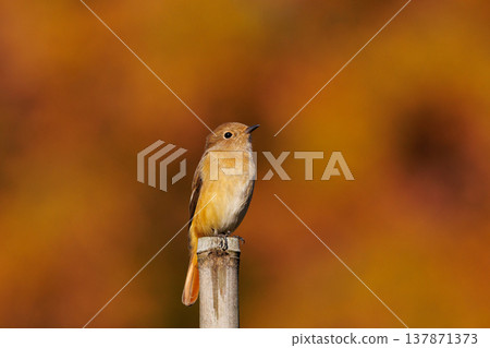 雌性達烏爾紅尾鴝是一種冬季鳥類,因其可愛的行為而受到人們的喜愛,綽號為喬維科。 雌性達烏爾紅尾鴝是一種冬季鳥類,因其可愛的行為而受到人們的喜愛,綽號為喬維科。 137871373