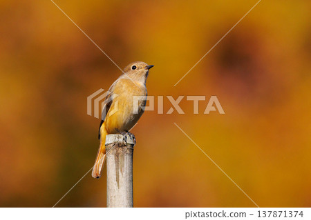 雌性達烏爾紅尾鴝是一種冬季鳥類，因其可愛的行為而受到人們的喜愛，綽號為喬維科。 137871374