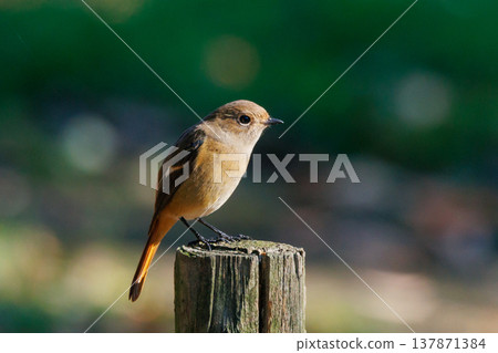 雌性達烏爾紅尾鴝是一種冬季鳥類，因其可愛的行為而受到人們的喜愛，綽號為喬維科。 137871384